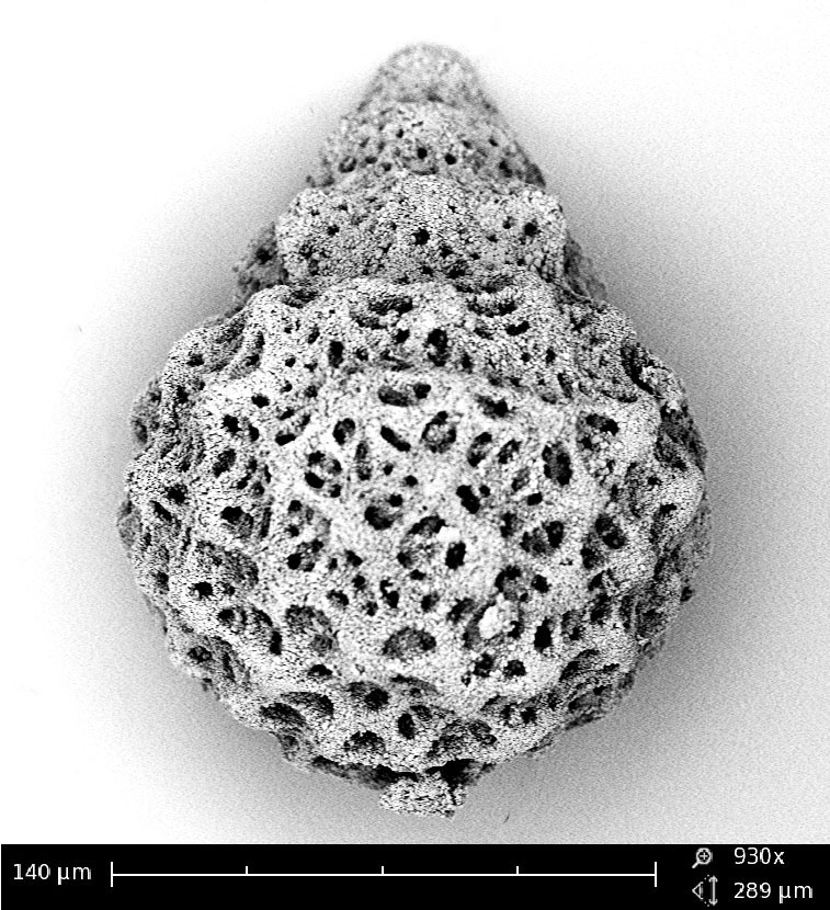 Microfossile Radiolaire Cretace Cordey - LGLTPE