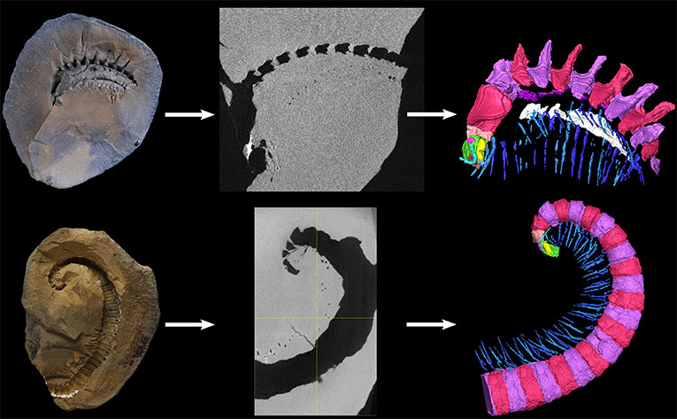 Biosignatures et Vie Primitive - LGLTPE