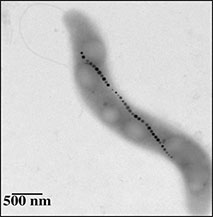 Biosignatures et Vie Primitive - LGLTPE