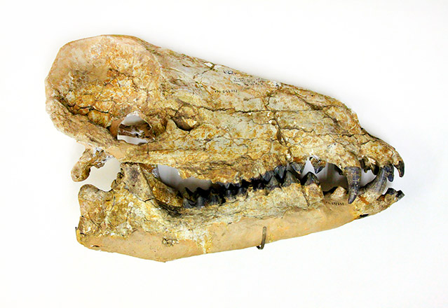 Collections de paléontologie - géologie et Imagerie 3D - LGLTPE