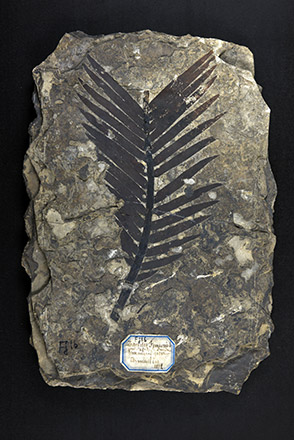 Collections de paléontologie - géologie et Imagerie 3D - LGLTPE