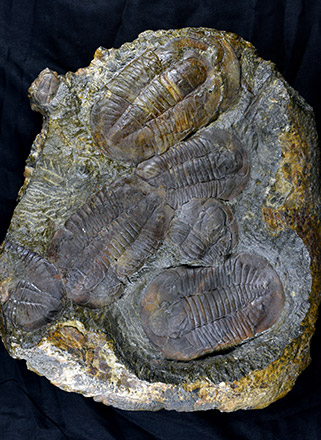 Collections de paléontologie - géologie et Imagerie 3D - LGLTPE