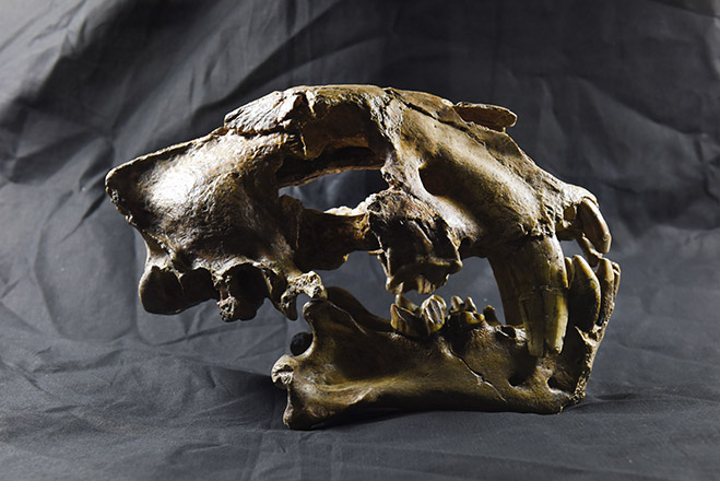 Collections de paléontologie - géologie et Imagerie 3D - LGLTPE