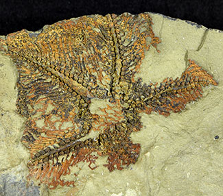 Biosignatures et Vie Primitive - LGLTPE