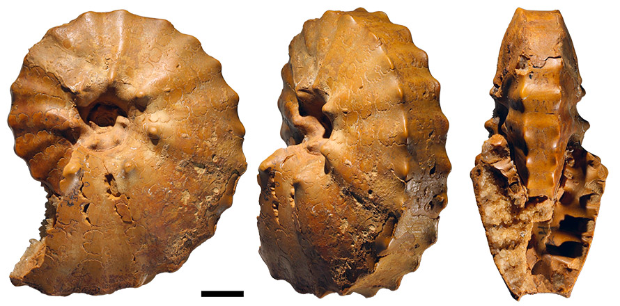 Collections de paléontologie - géologie et Imagerie 3D - LGLTPE