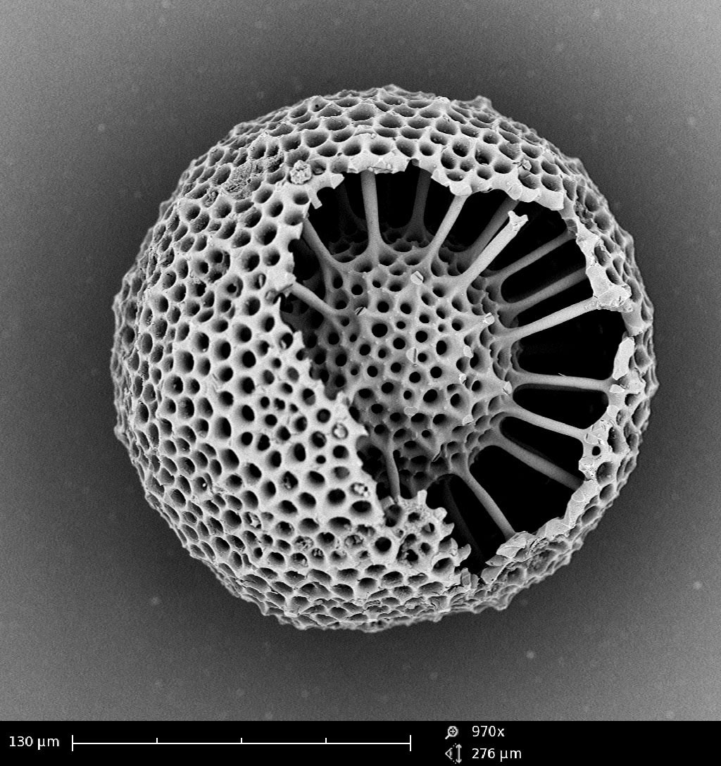 Microfossile Radiolaire Miocene Cordey - LGLTPE