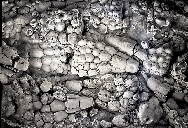 Collections de paléontologie - géologie et Imagerie 3D - LGLTPE