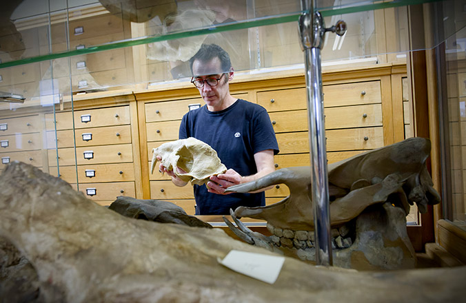 Collections de paléontologie - géologie et Imagerie 3D - LGLTPE