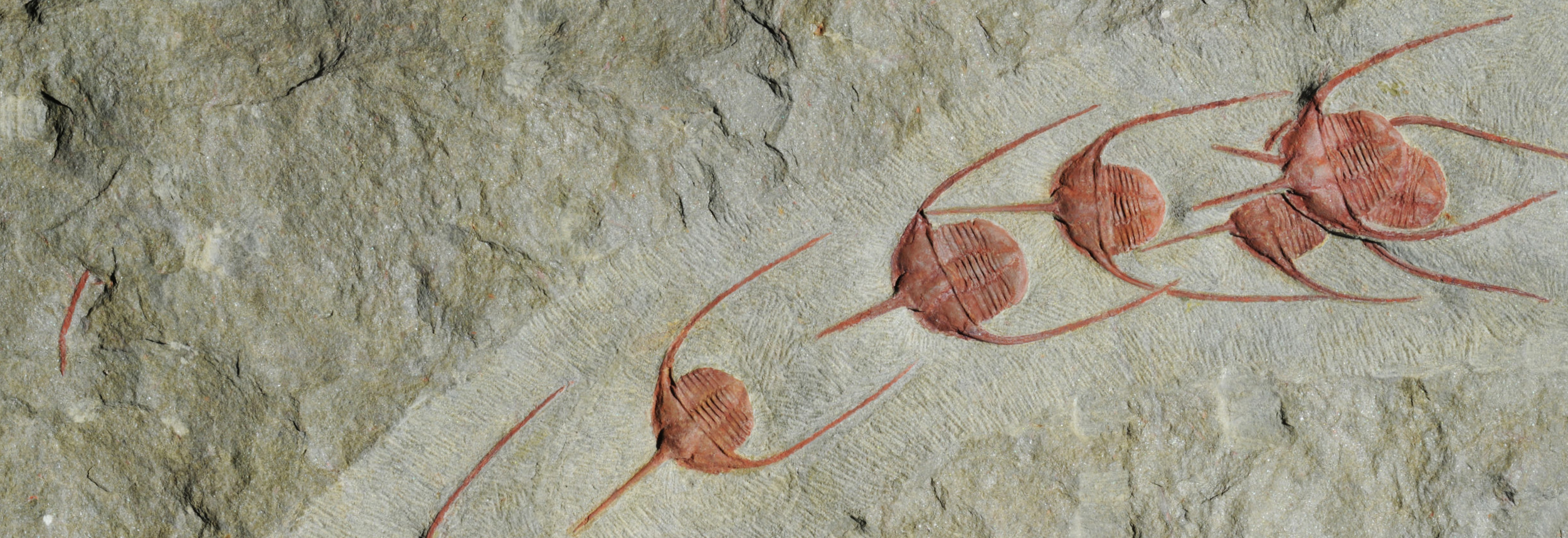 Biosignatures et Vie Primitive