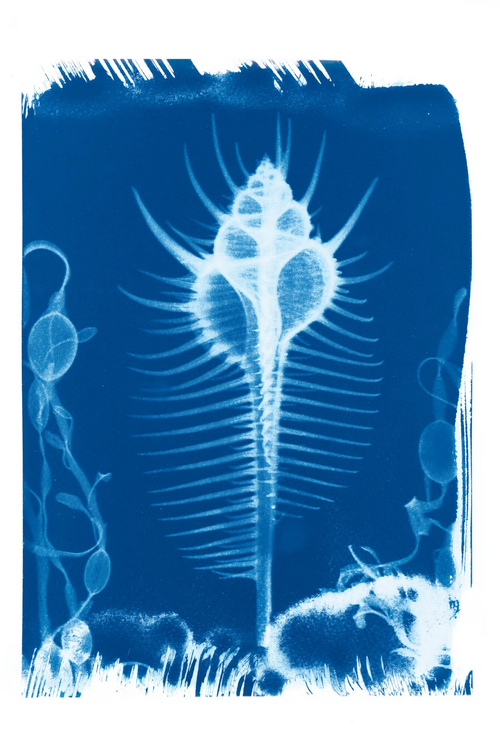 Murex Pecten