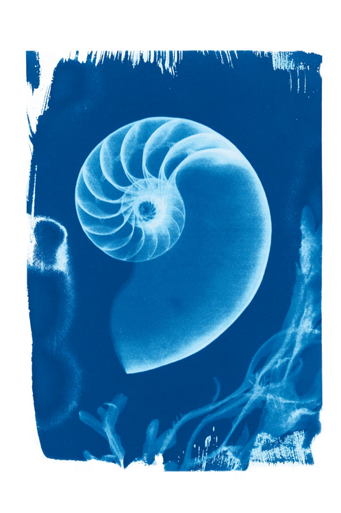Nautilus Macromphalus