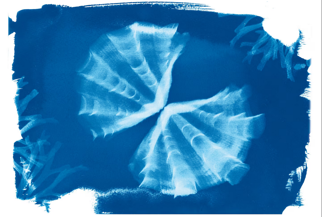 Tridacna Squamosa