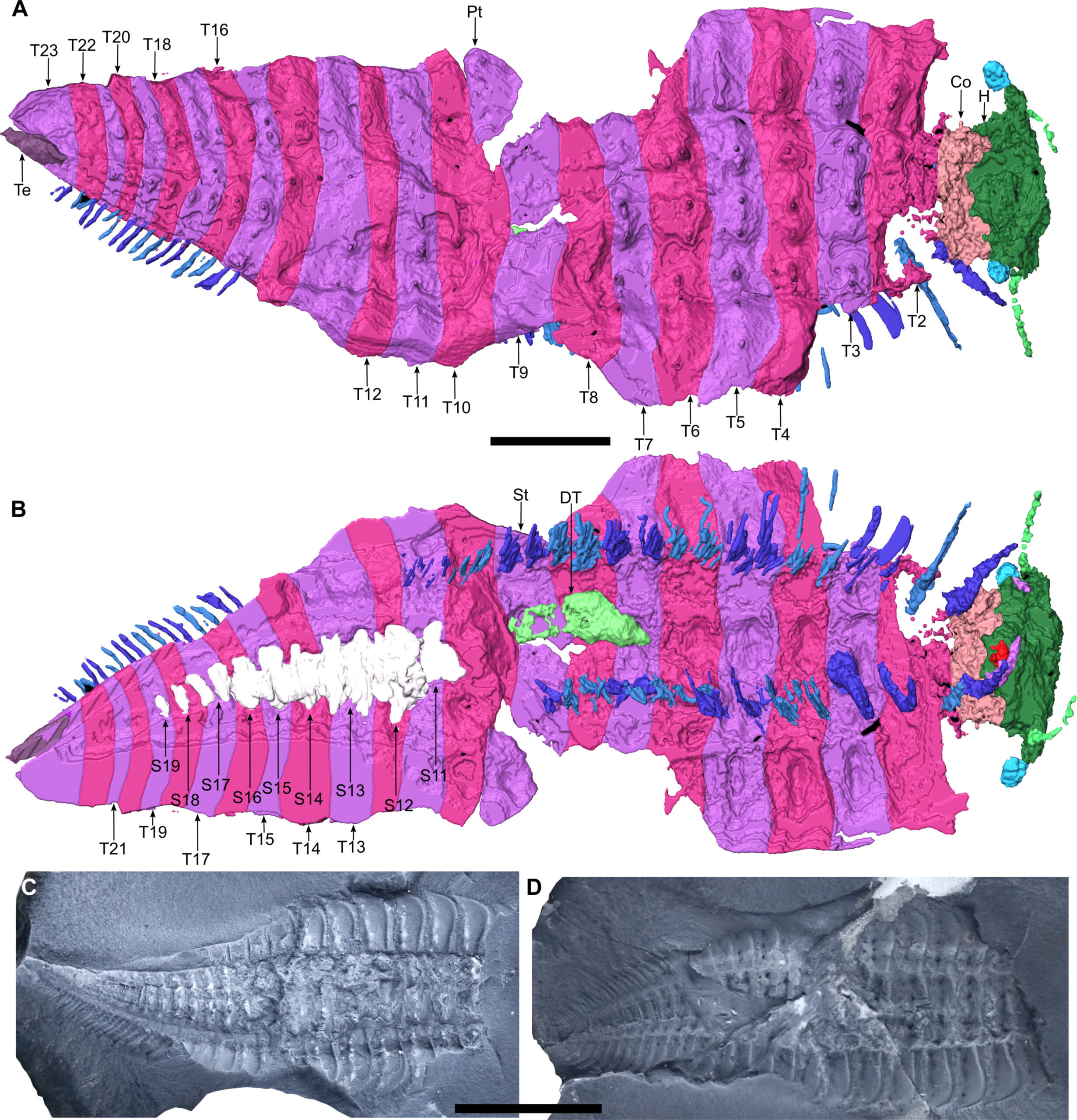 Reconstruction en 3D du spécimen étudié avec vue dorsale (A) et ventrale (B) - échelle : 0,5 cm. Les images C et D montrent le spécimen à l'intérieur du nodule - échelle : 1 cm.